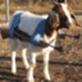 goat_