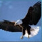 Eagles Fly